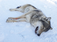 Denne ulven, ofte kalt Elgå-ulven, har skapt heftig debatt på Stortinget. Her er den bedøvet i forbindelse med en tidligere flytting. Ulven antas å være en innvandrer fra Finland eller Russland, og blir betegnet som genetisk viktig fordi den tilfører nye gener til den innavlspregede skandinaviske ulvestammen.